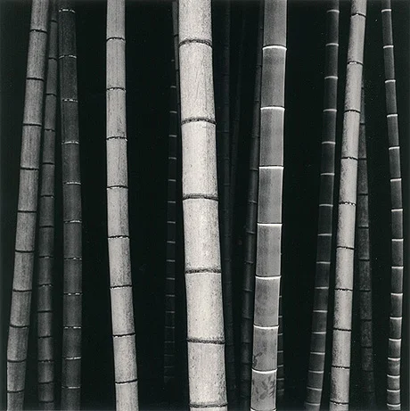 bamboo