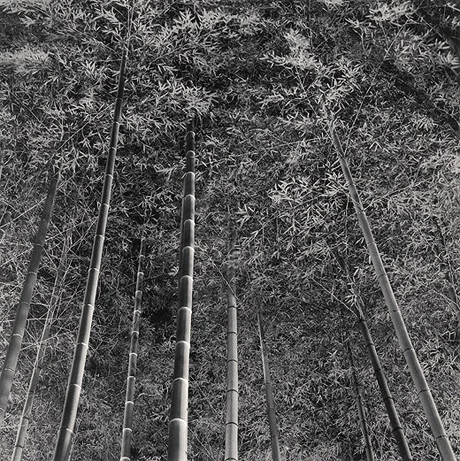 bamboo forest canopy