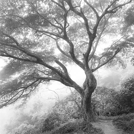 large sprawling tree