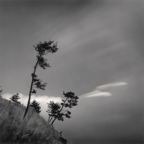 pine trees hill