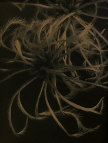 abstract plant photo art