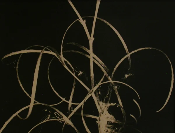 abstract plant photo art