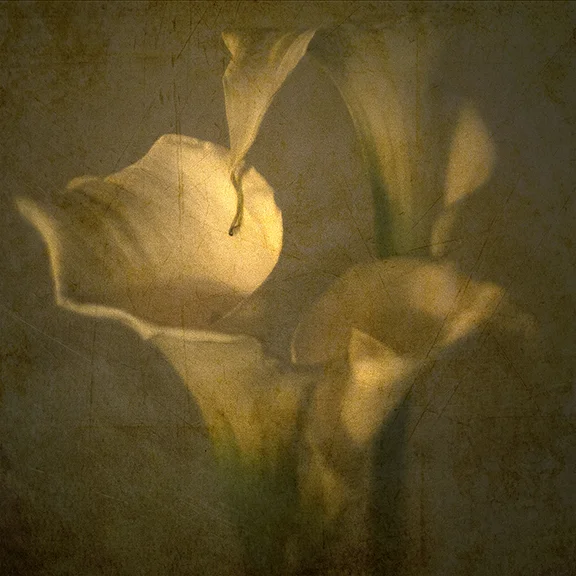 three lily flowers
