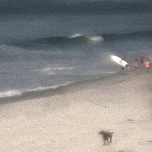 beach surfer dog