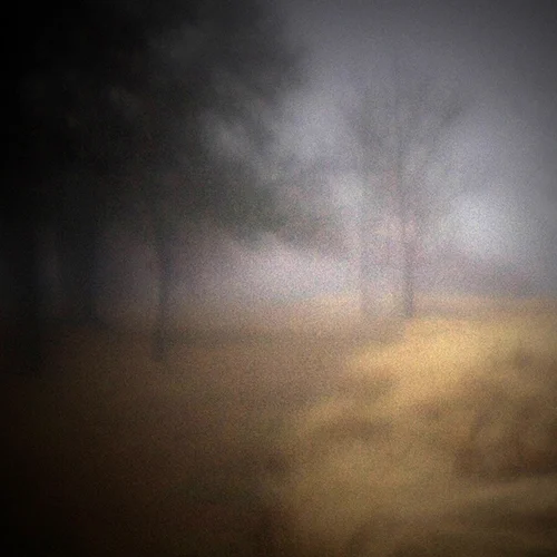 field fog trees