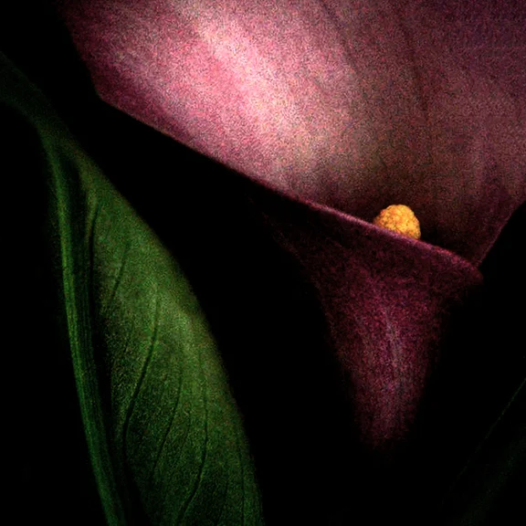lily flower