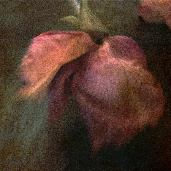 flower wilted