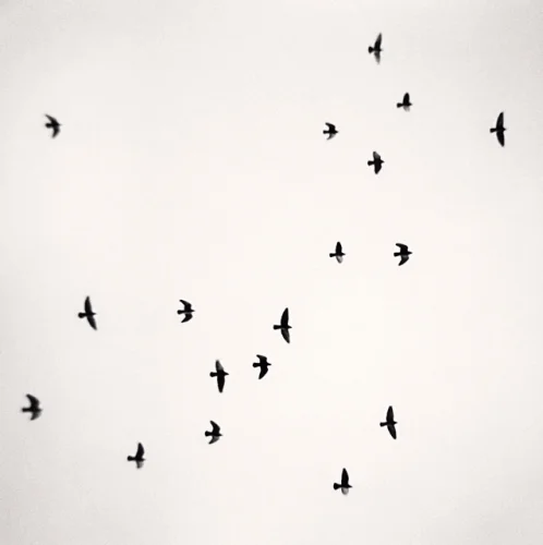 flock of birds