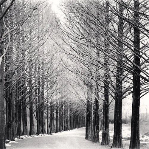 tree lined path