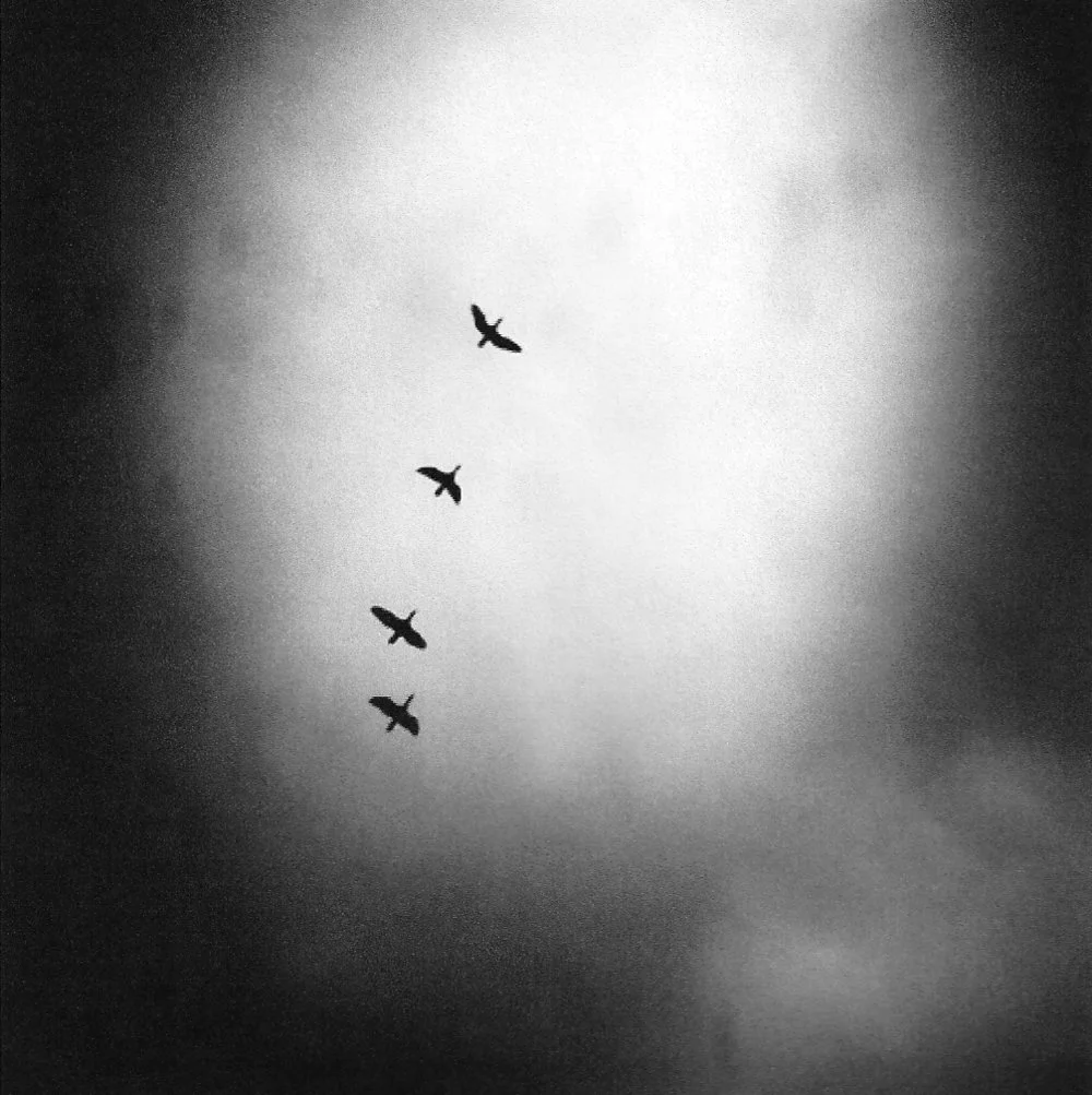 birds sky