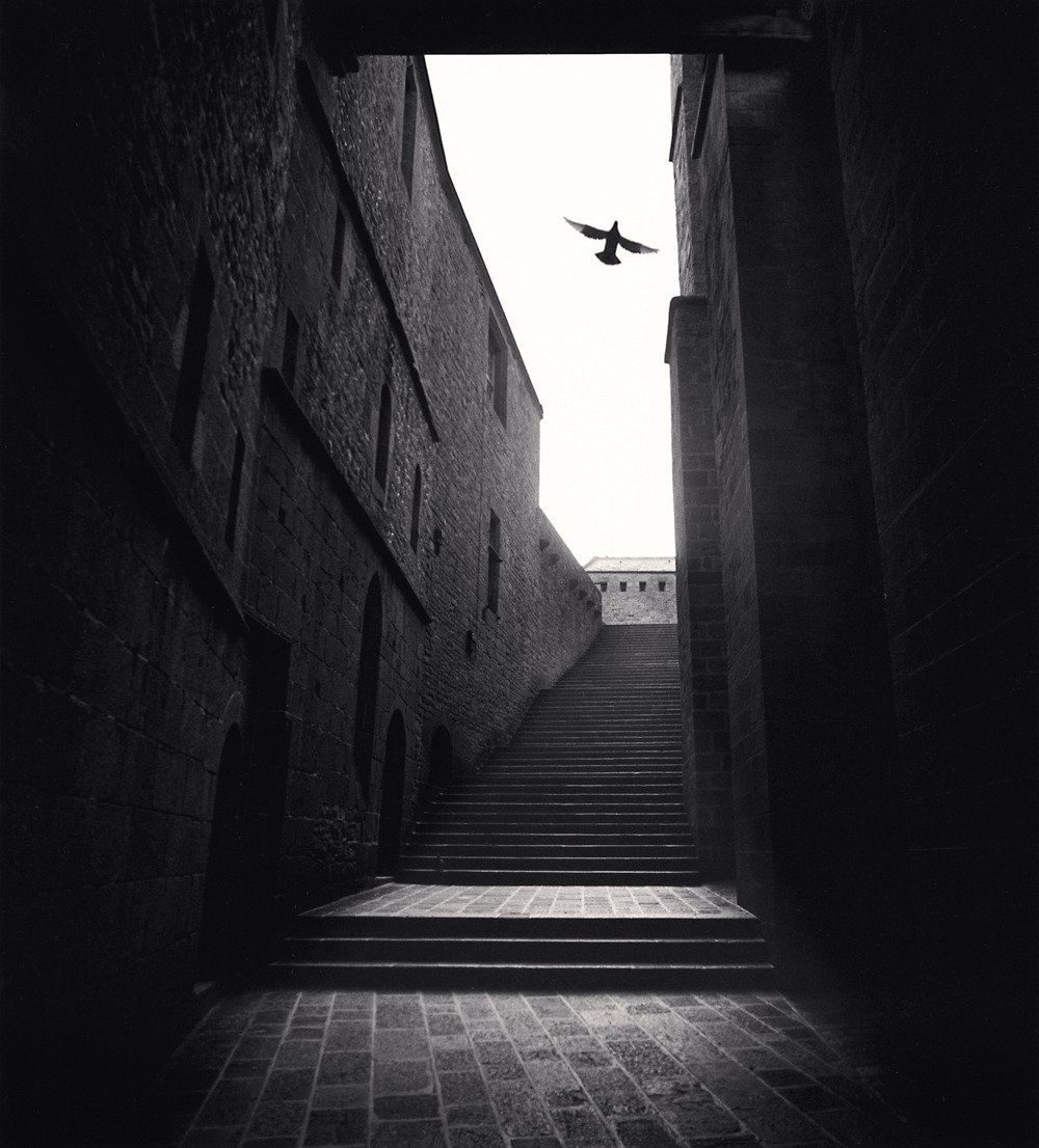 alley bird flying