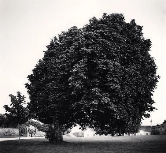 wind swept tree