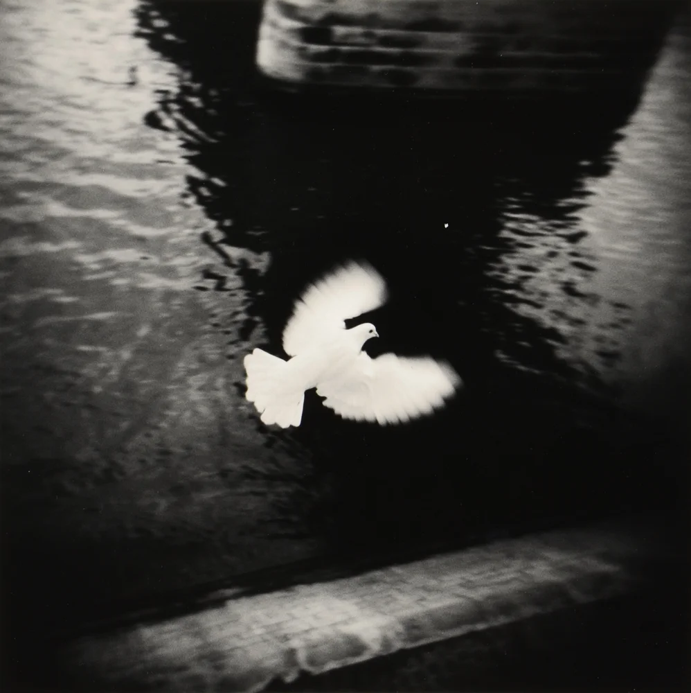 bird over water