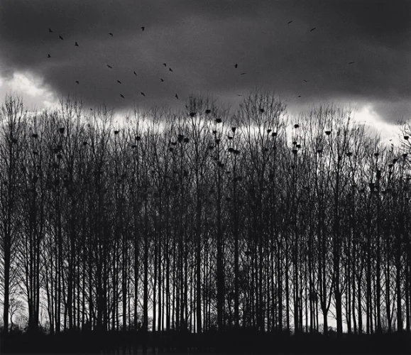 birds trees