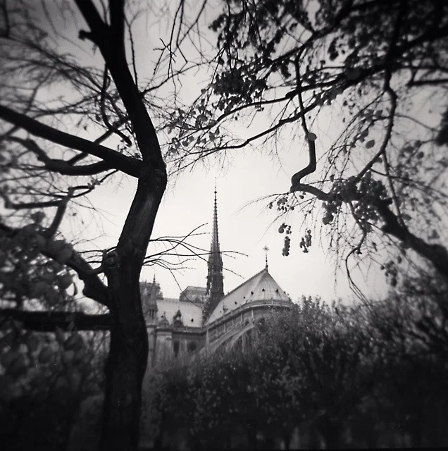 trees and a bit of building steeple