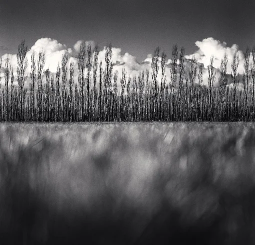 trees in line