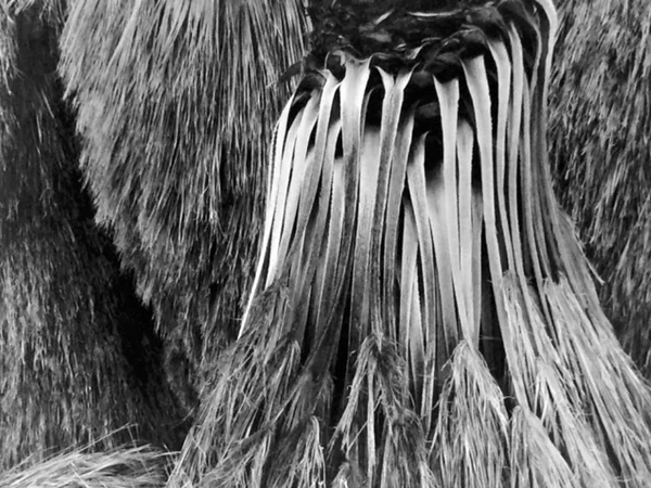palm tree fronds