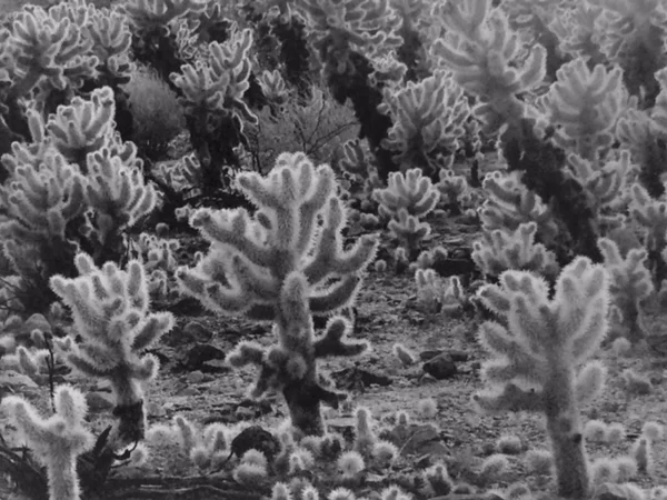 joshua trees cactuses