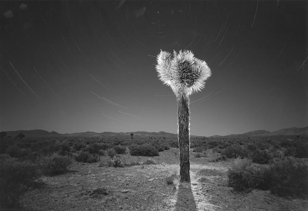 tall cactus