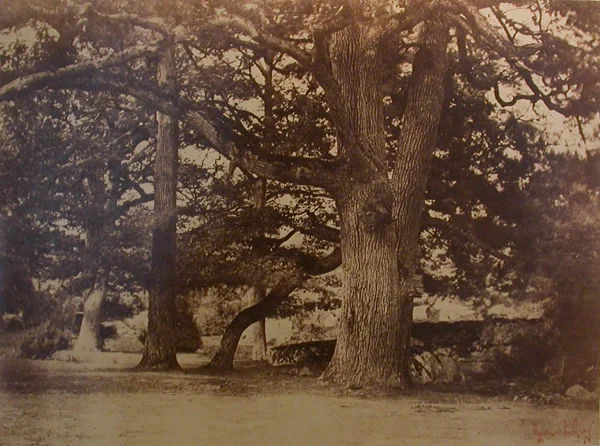 huge trees in forest