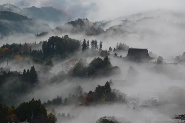 mountain forest fog