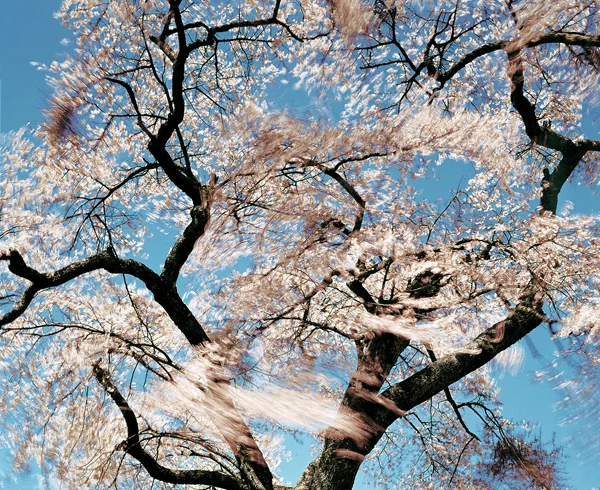 blooming tree