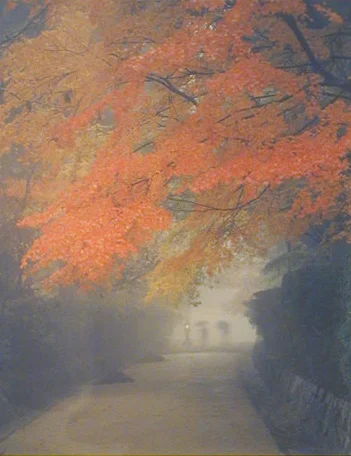 foggy path tree red leaves