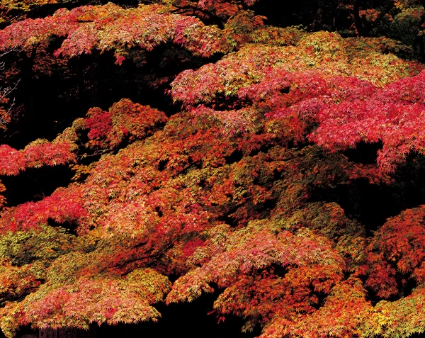 tree red leaves
