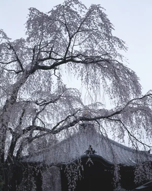 blooming tree japanese building