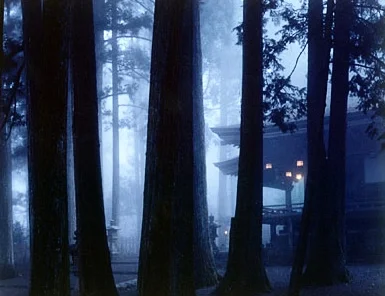 misty blue forest