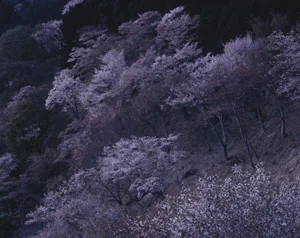 blooming trees