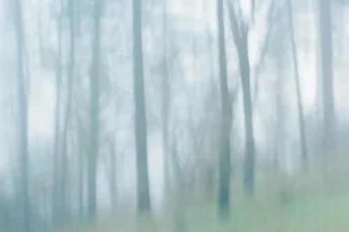 forest blurred