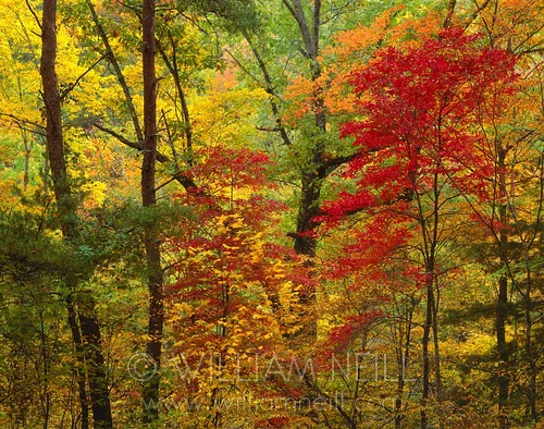 fall forest