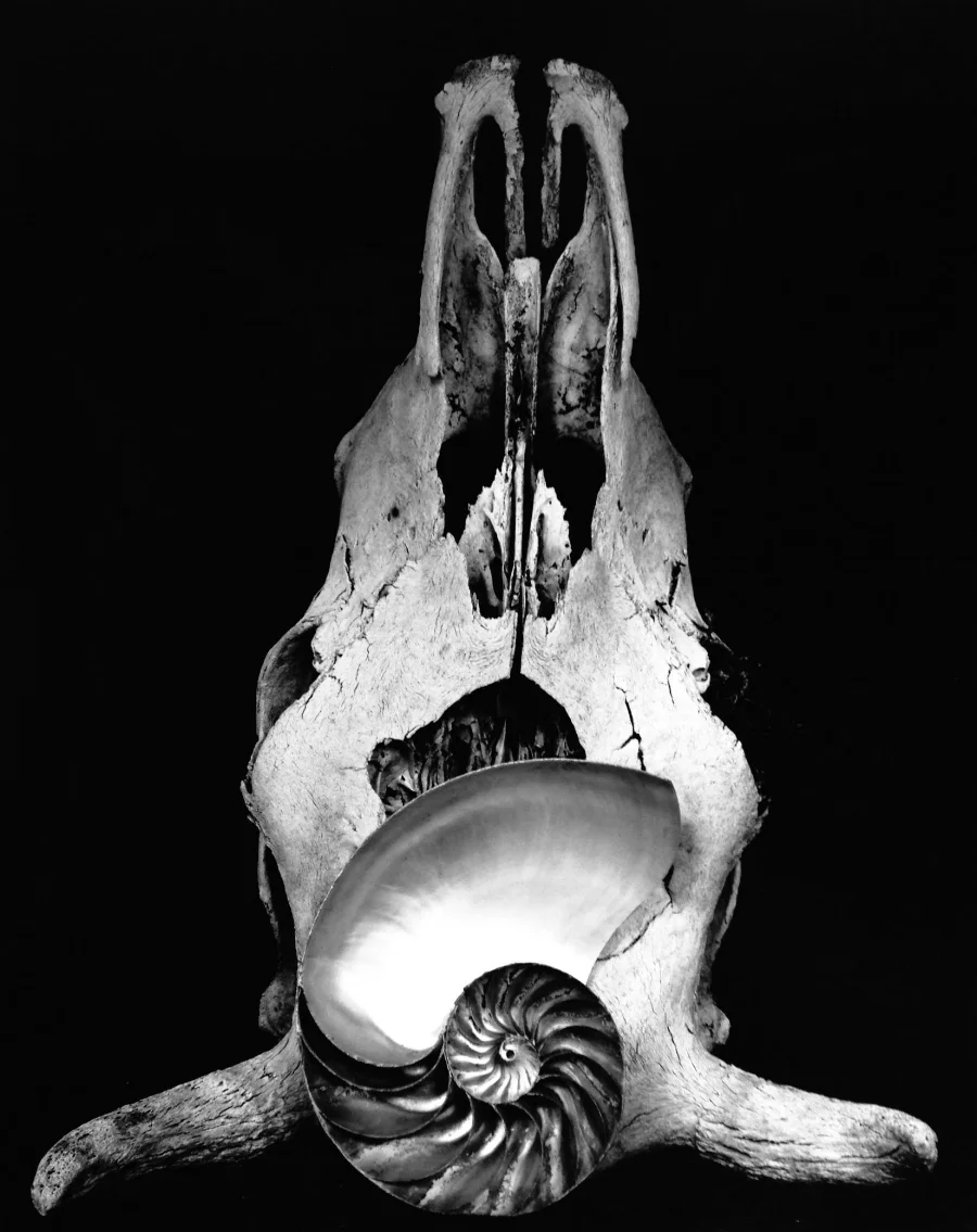 Cow Skull with conch shell