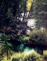 photo of pine gulley and creek