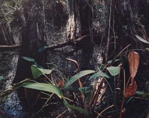 Cypress swamp with large leafed vertical orchid leaves