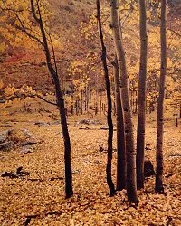 autumn orange tree trunks 