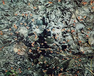 swamp water surface algae plant mater