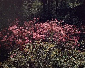  swamp low country wild pink flowers