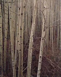 pale white tree trunks fores