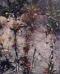 Succulents and rock plants growing in stone crevis nature