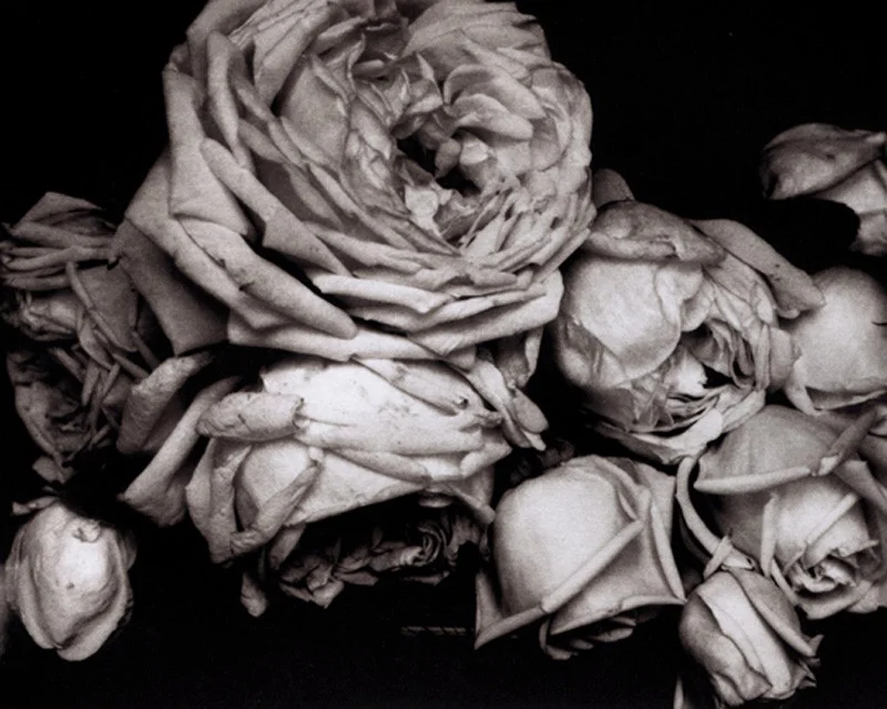 Heavy spent Roses
