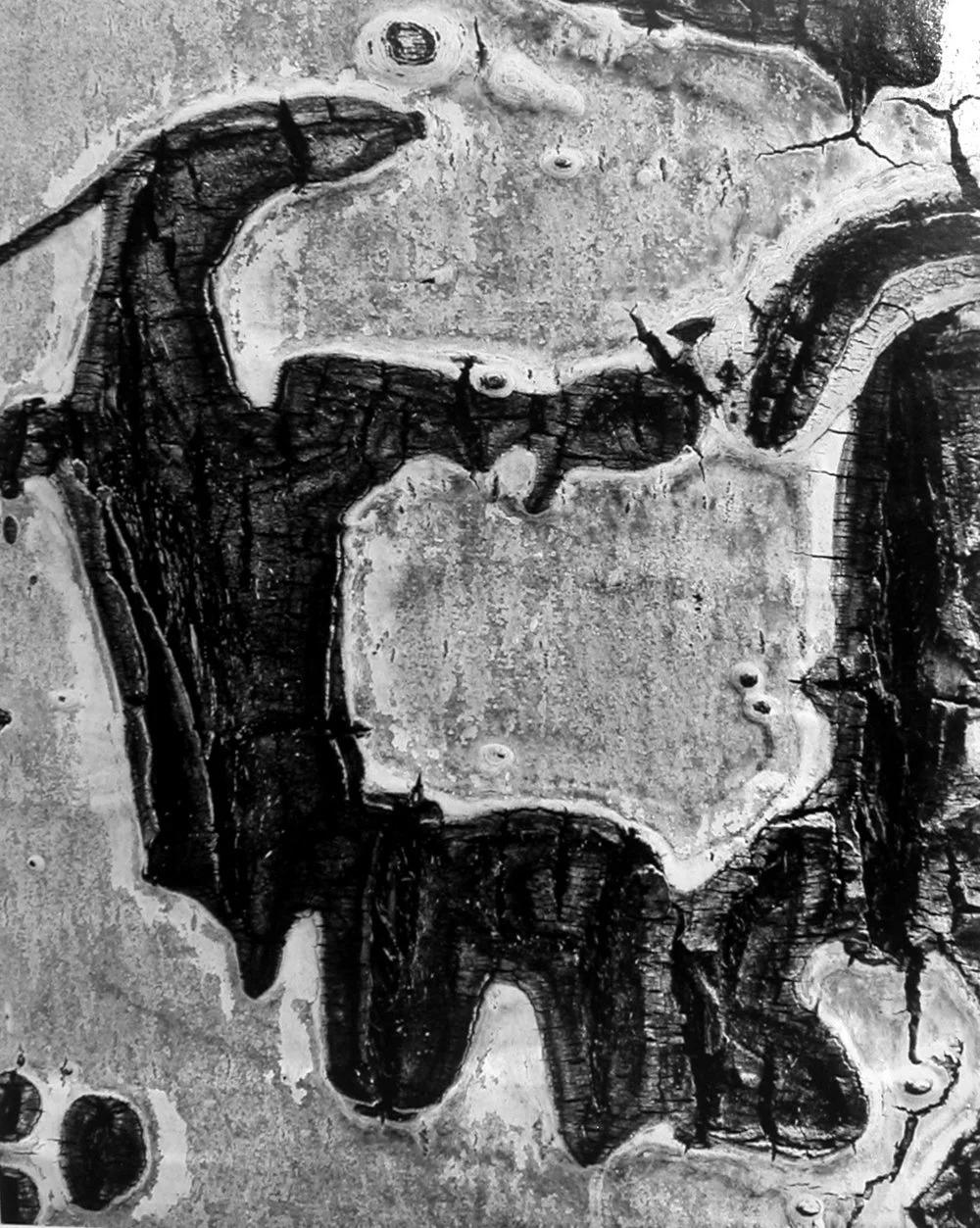 detail abstract tree bark forms