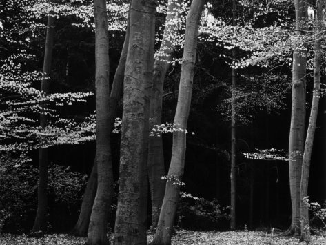 beech trees foreground shadowy forest