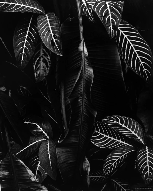 detail leaves stark white veins 