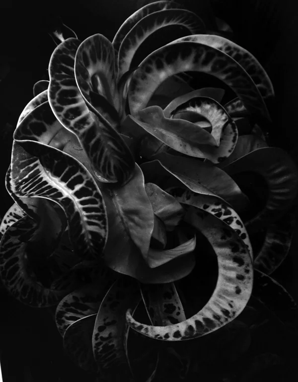 detail curving leaves