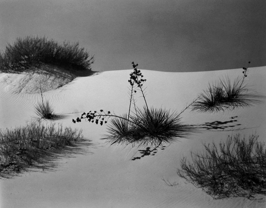 view from base white sand dune beach flora