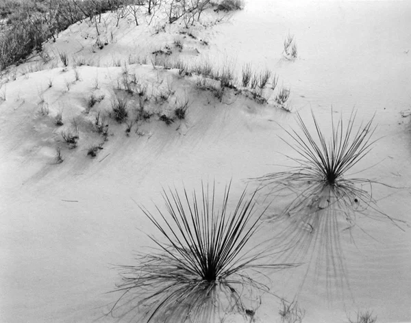 soft white sand dune with beach flora