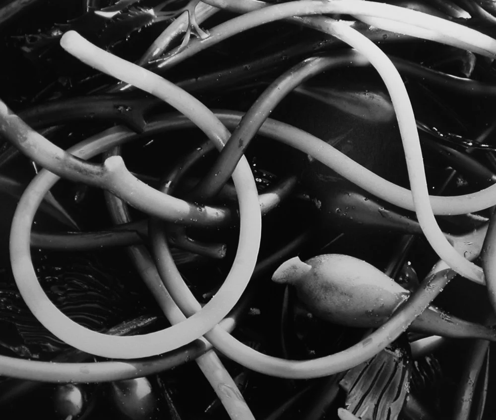 detail tangled sea kelp