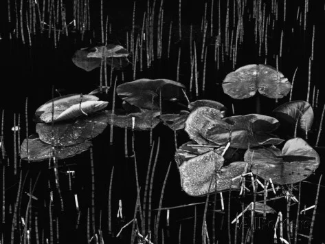 lily pads reeds in black swamp water